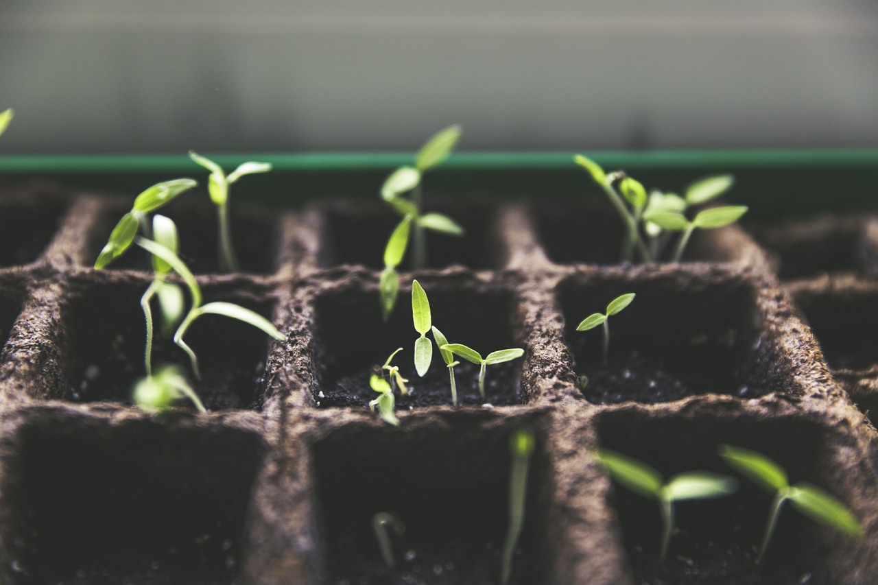 Prečo sa začať pestovať s pomocou growboxu?